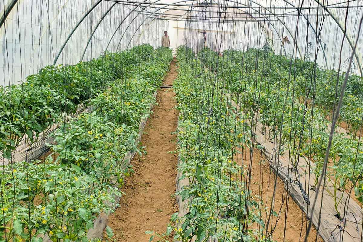 Greenhouses Harvest
